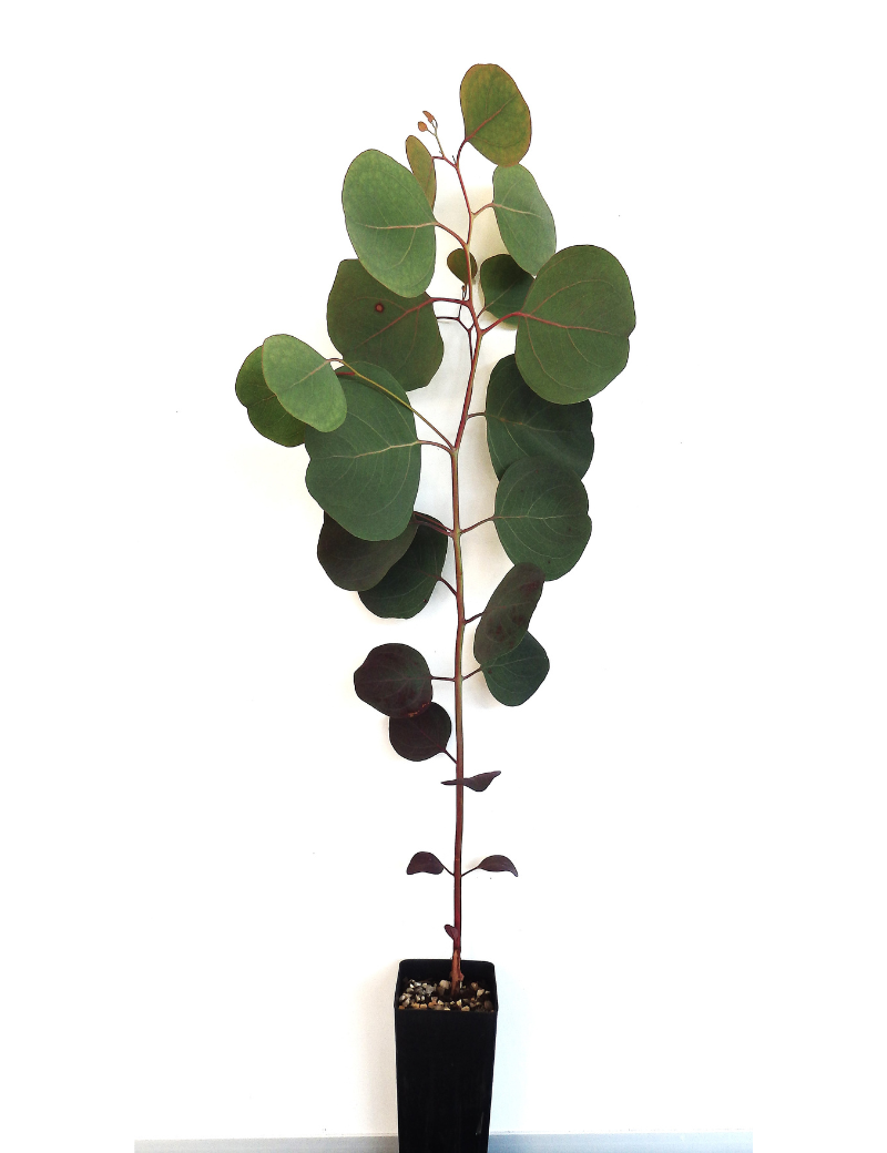 Eucalyptus Polyanthemos (red Box) At 4 Months