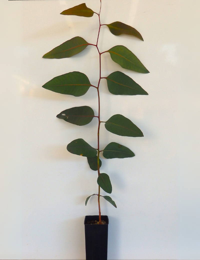 Eucalyptus Microcarpa (grey Box) At 4 Months