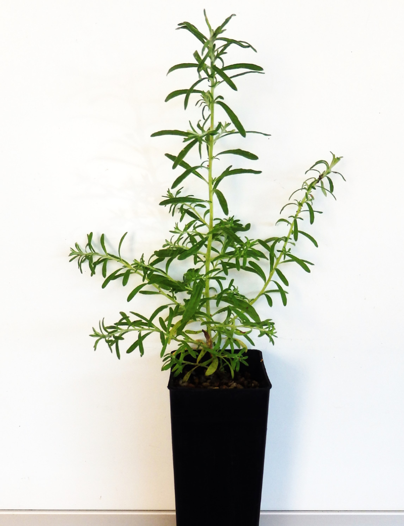 Cassinia Arcuarta (drooping Cassinia) At 2 Months