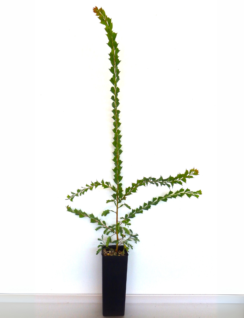Acacia Pravissima (ovens Wattle) At 4 Months