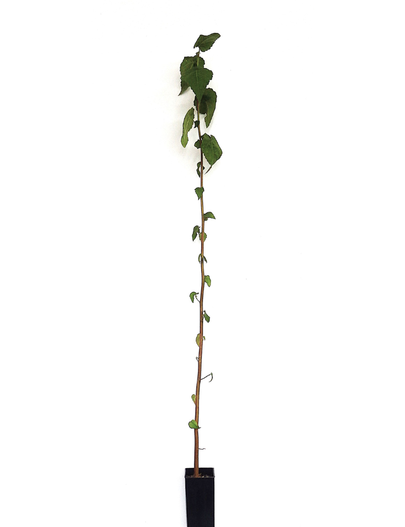 Gynatrix Pulchella (hemp Bush) At 4 Months