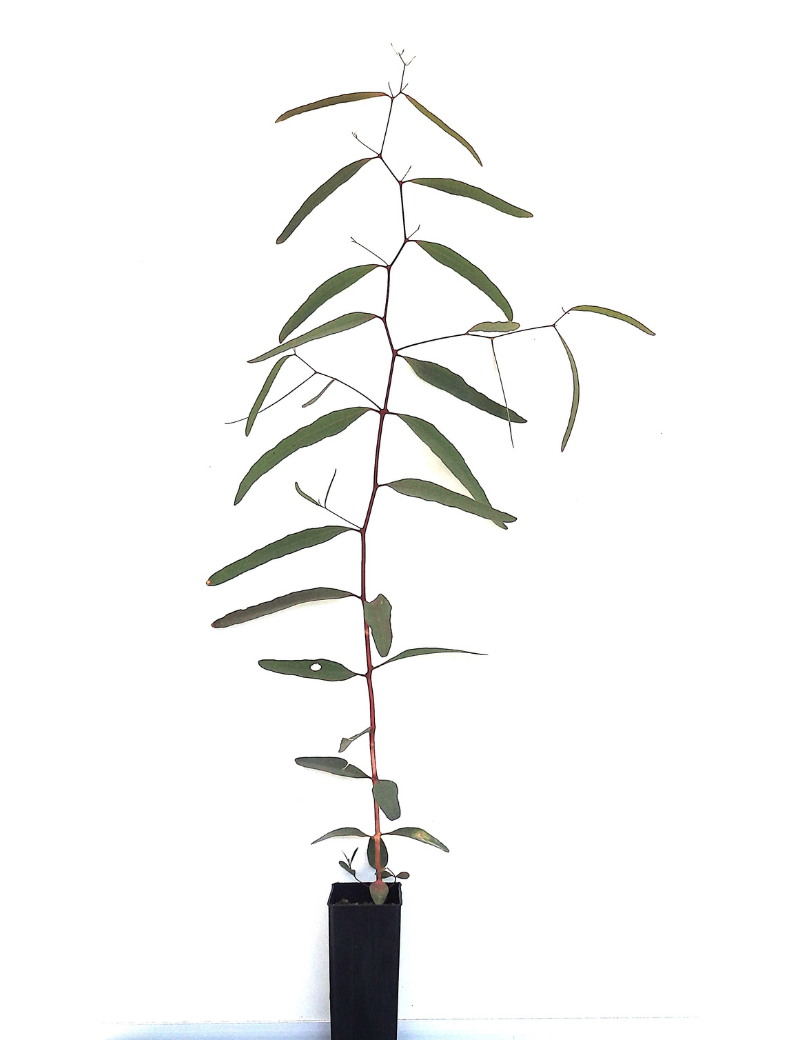 Eucalyptus Largiflorens (black Box) At 4 Months