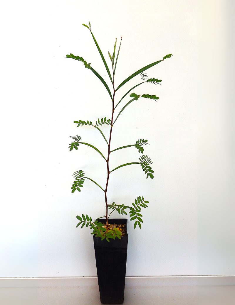 Acacia Pendula (weeping Myall) At 4 Months
