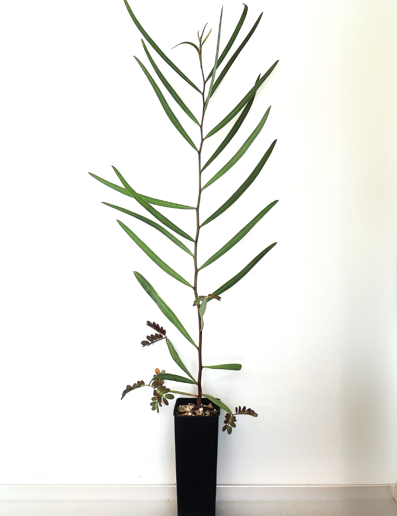 Acacia Salicina (willow Wattle) At 4 Months
