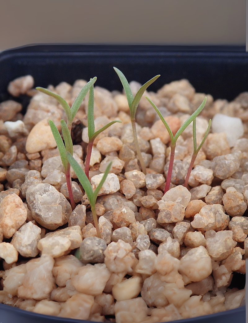 Atriplex Nummularia (old Man Salbush) At Germination