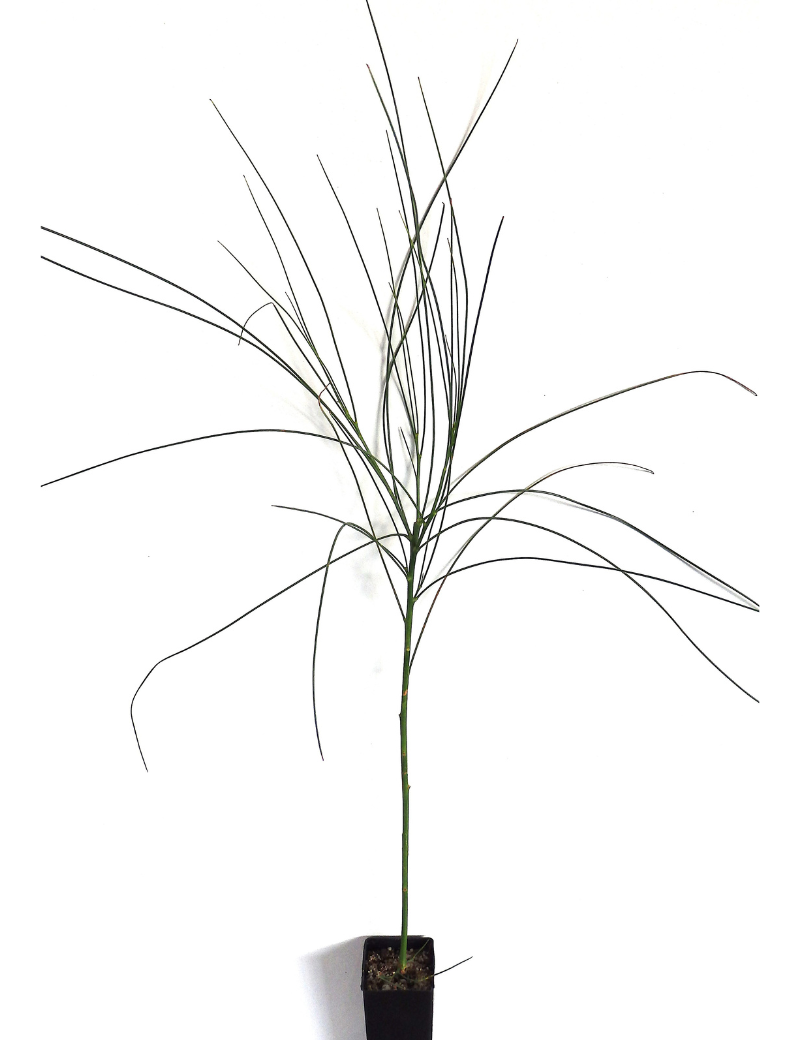 Viminaria Juncea (golden Spray) At 4 Months
