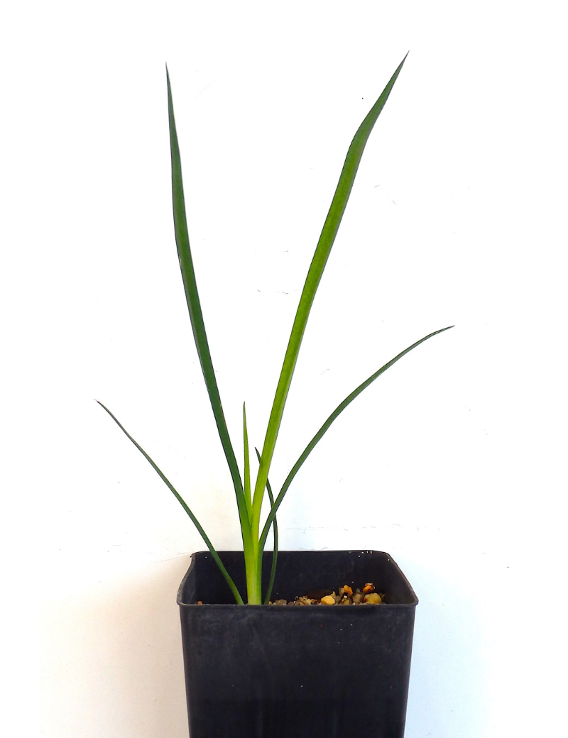 Dianella Tarda (late Flowering Flax Lily) At 2 Months
