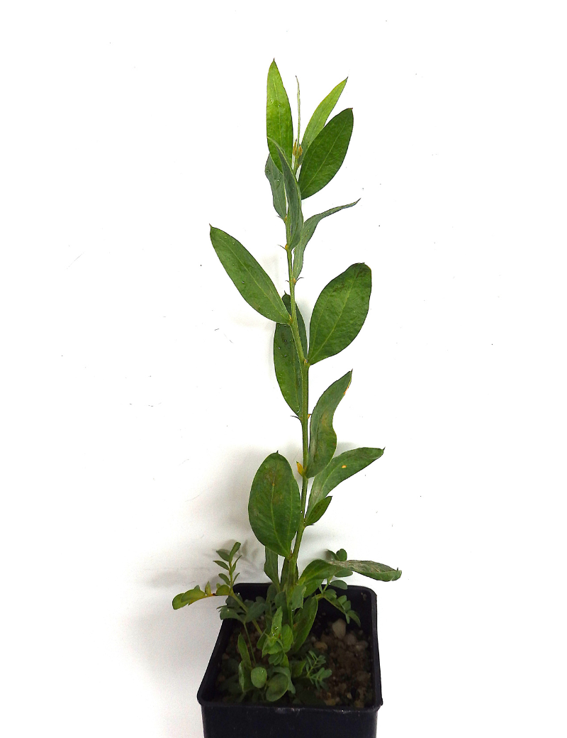 Acacia Verniciflua (varnish Wattle) At 4 Months