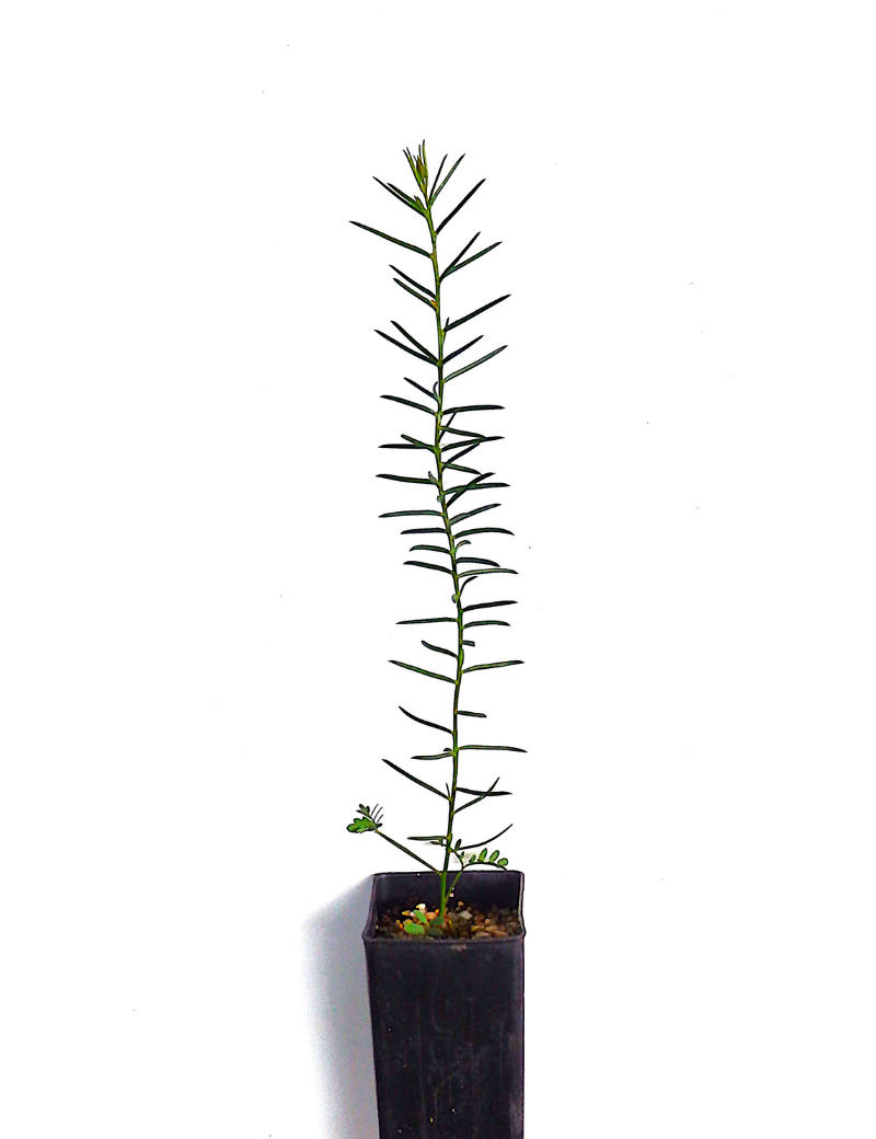 Acacia Genistifolia (spreading Wattle) At 4 Months