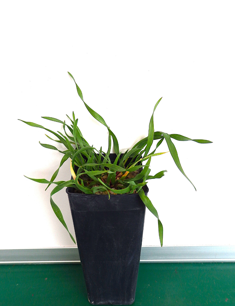 Anthosachne Scabra (common Wheat Grass) At 2 Months