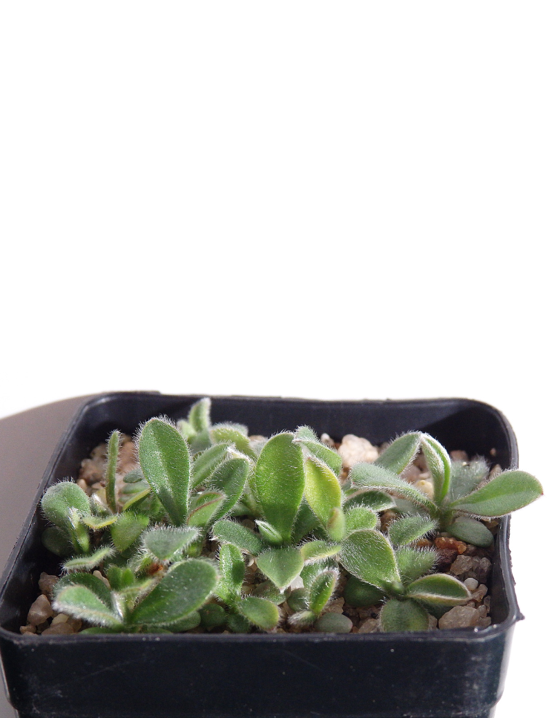 Brunonia Australis (blue Pincushion) At 2 Months