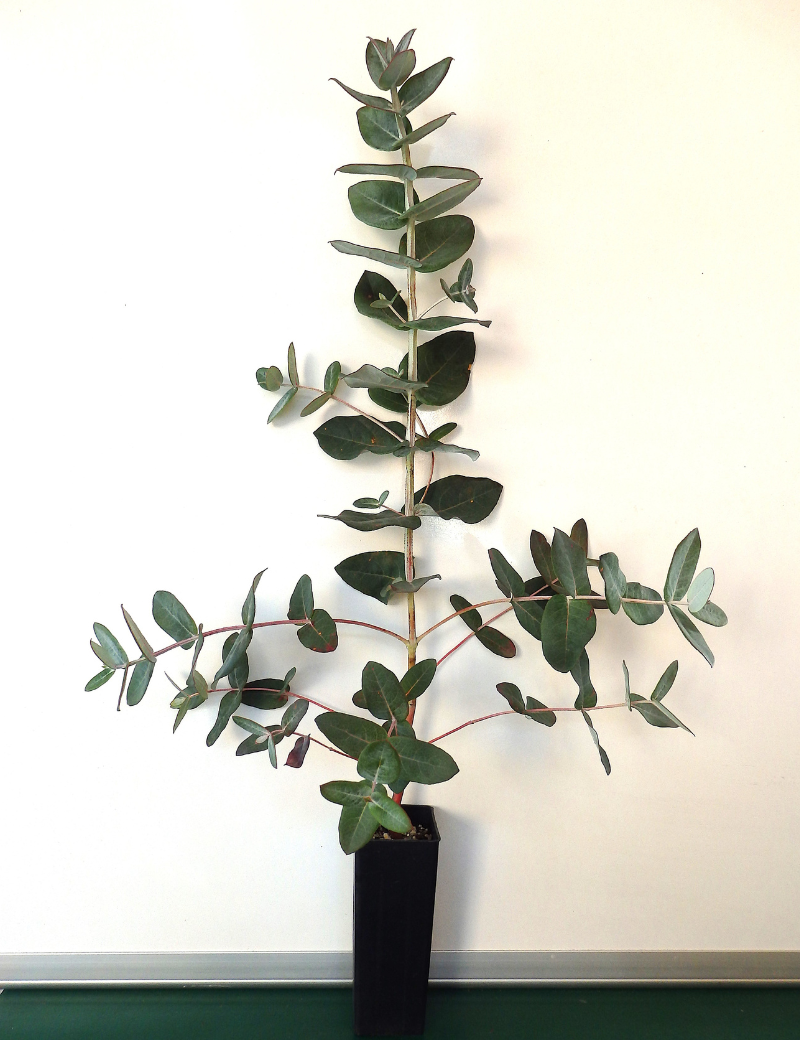 Eucalyptus Globulus Ssp Bicostata (victorian Blue Gum) At 6 Months