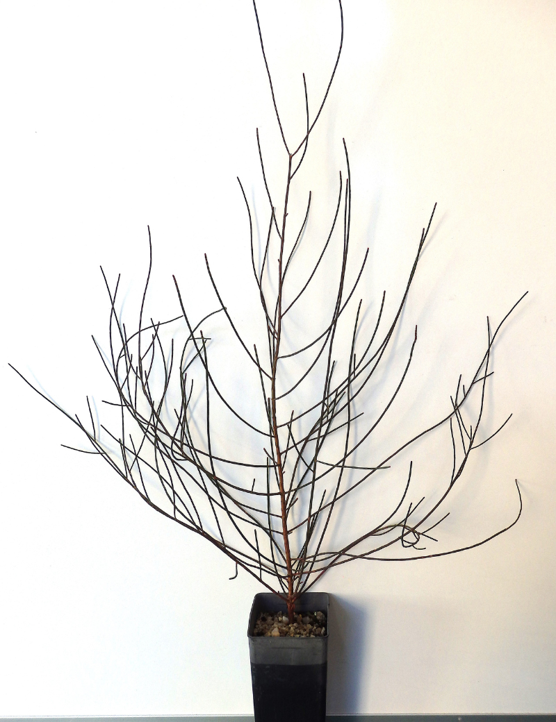 Casuarina Pauper (black Oak) At 6 Months