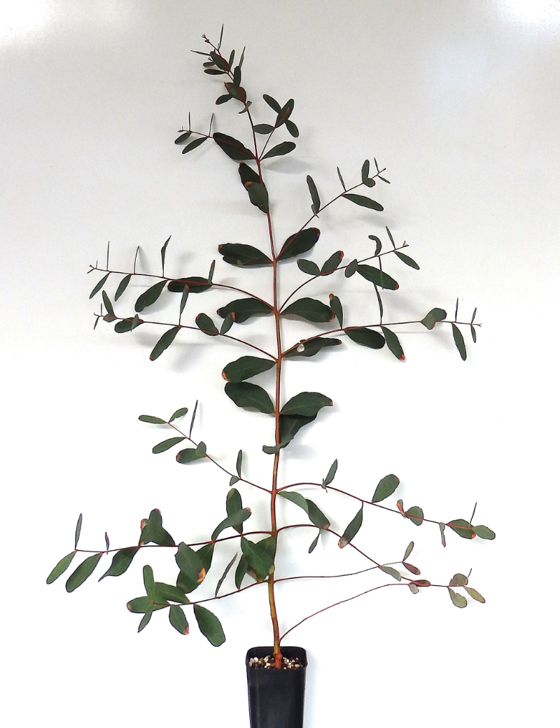 Eucalyptus Aromaphloia (scent Bark) At 6 Months