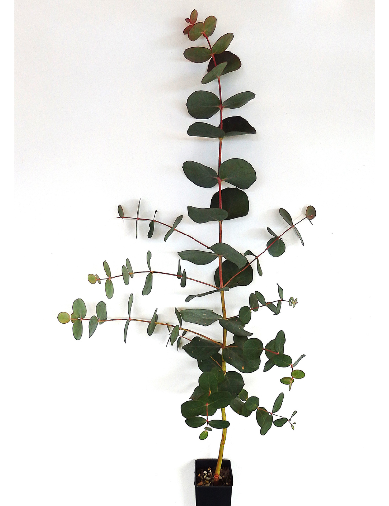 Eucalyptus Goniacalyx (long Leaf Box) At 6 Months