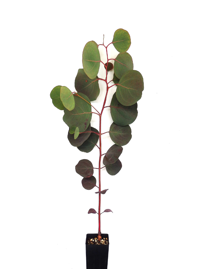 Eucalyptus Polyanthemos (red Box) At 6 Months