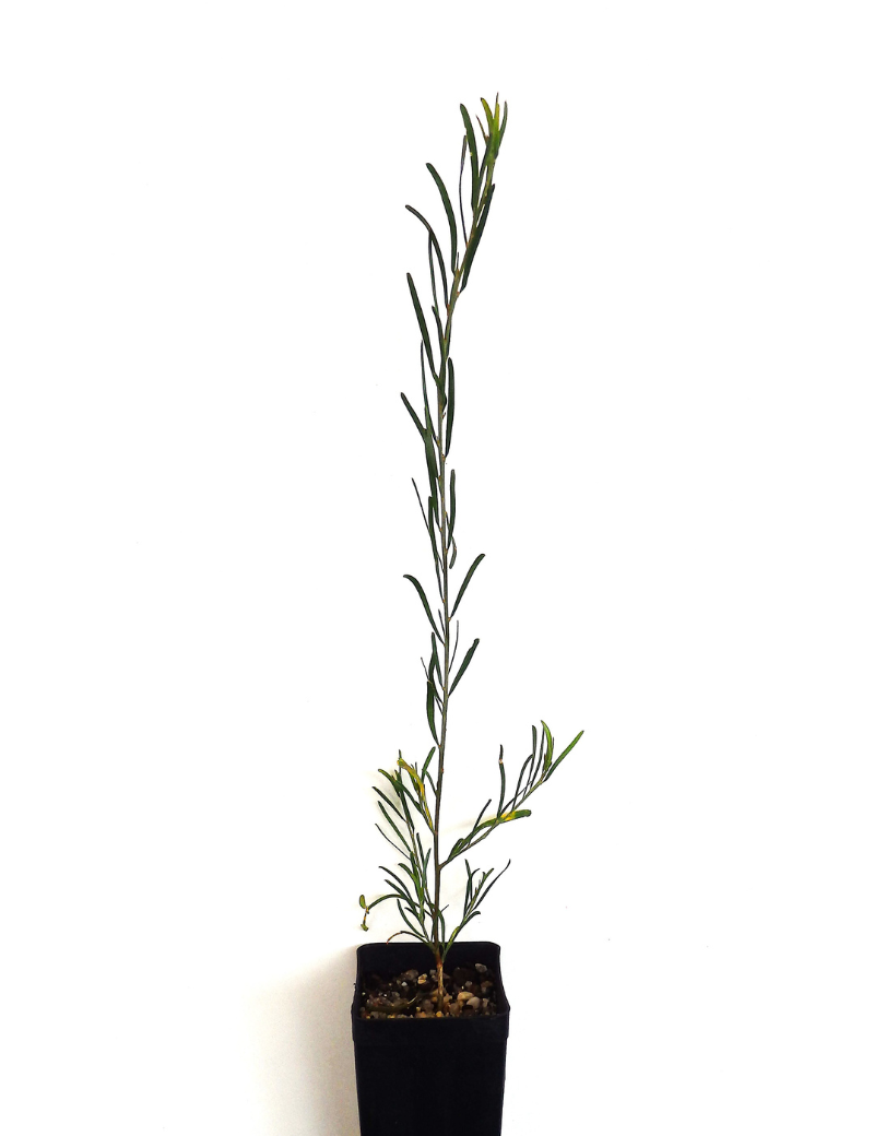 Acacioa Flexifolia (bent Leaf Wattle) At 6 Months