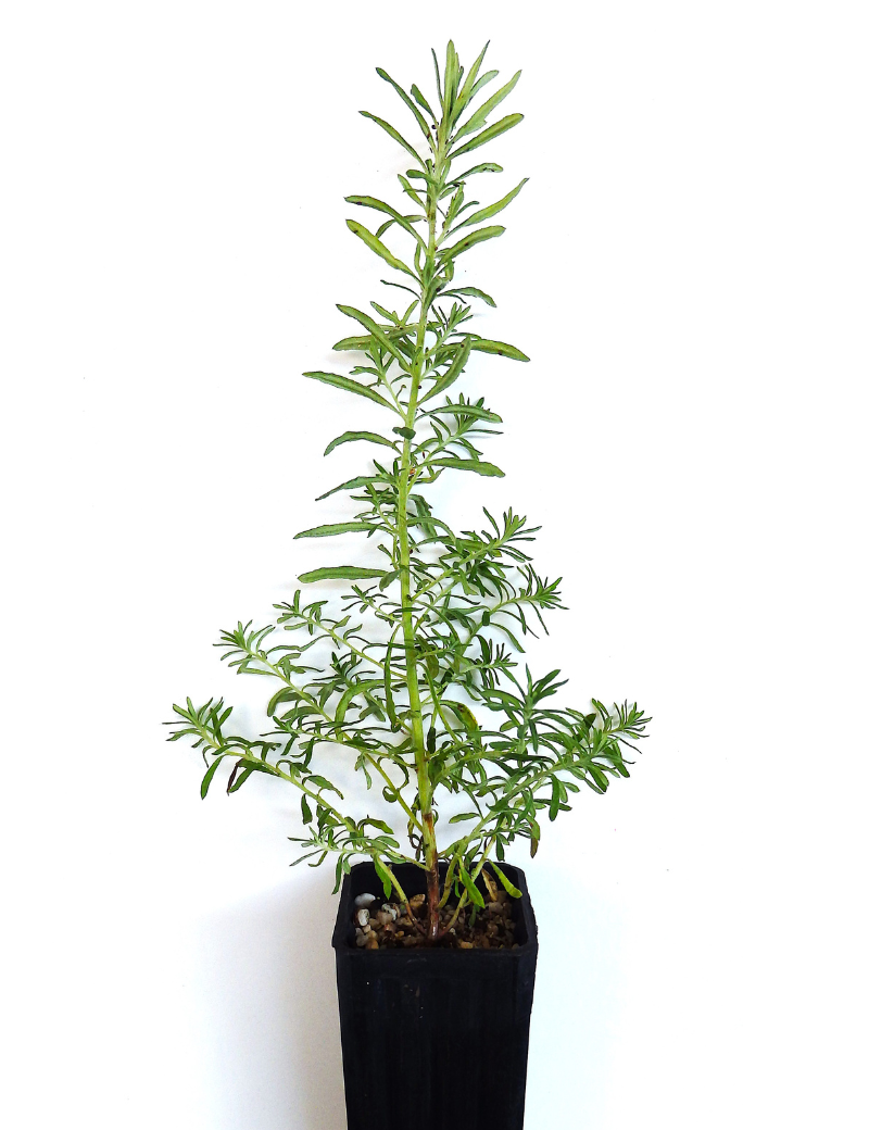 Cassinia Arcuata (drooping Cassinia) At 4 Months