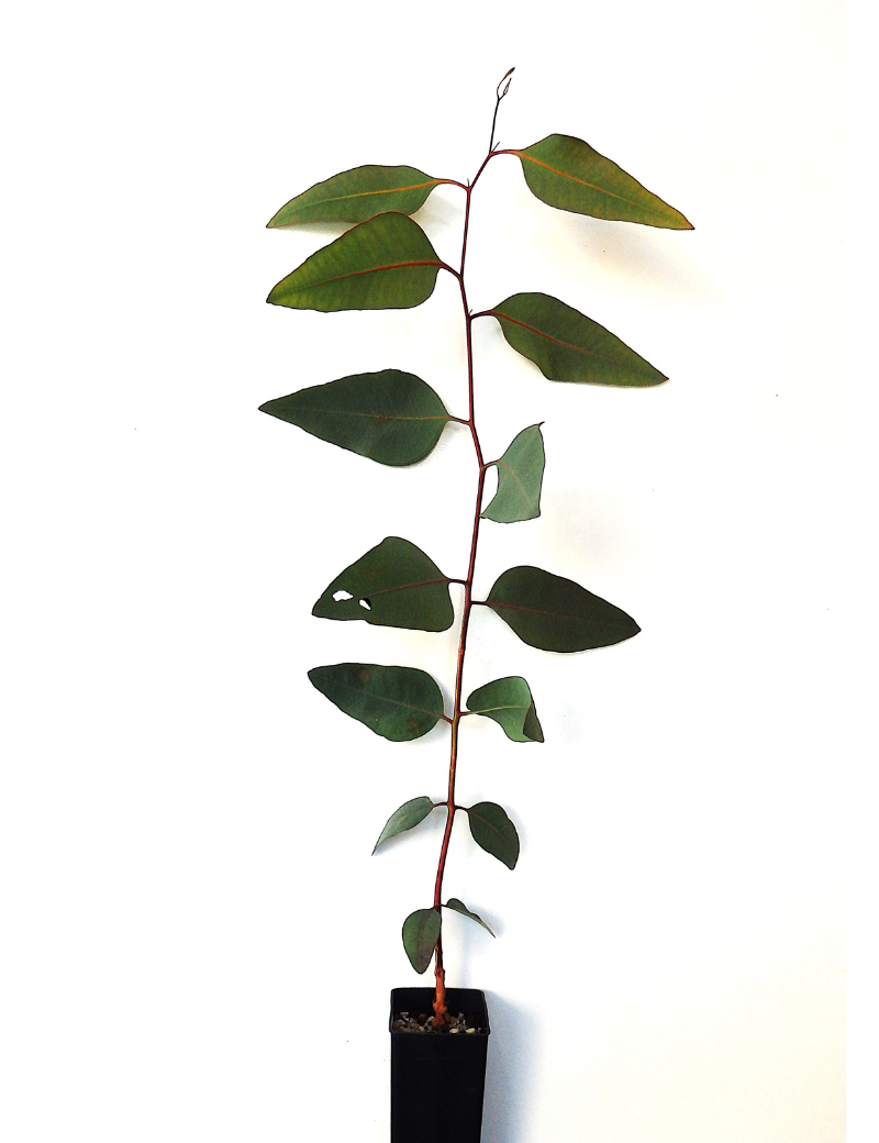 Eucalyptus Microcarpa (grey Box) At 6 Months