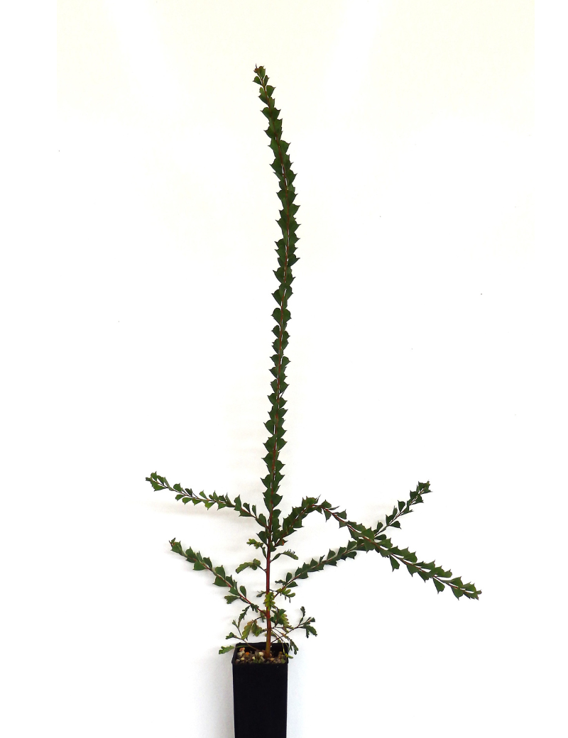 Acacia Pravissima(ovens Wattle) At 6 Months