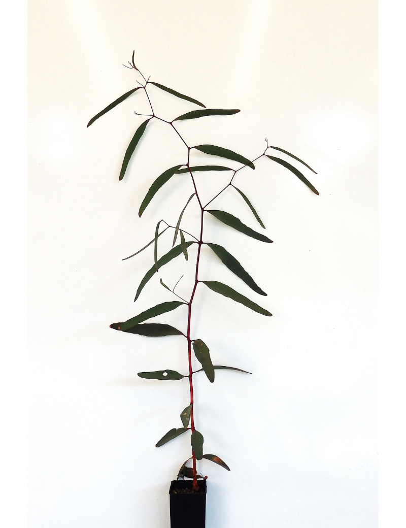 Eucalyptus Largiflorens (black Box) At 6 Months