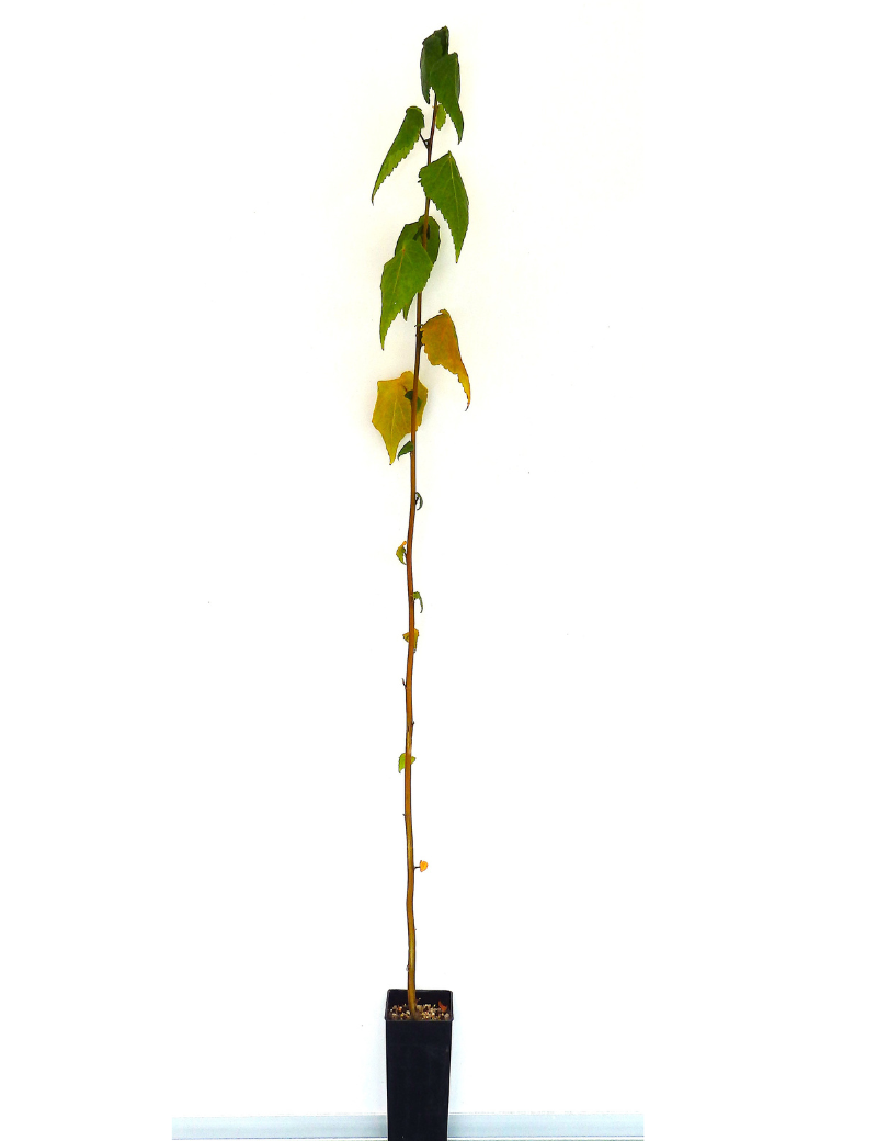 Gynatrix Pulchella (hemp Bush) At 6 Months