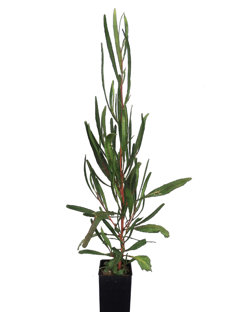 Dodonaea Viscosa (sticky Hop Bush) At 6 Months