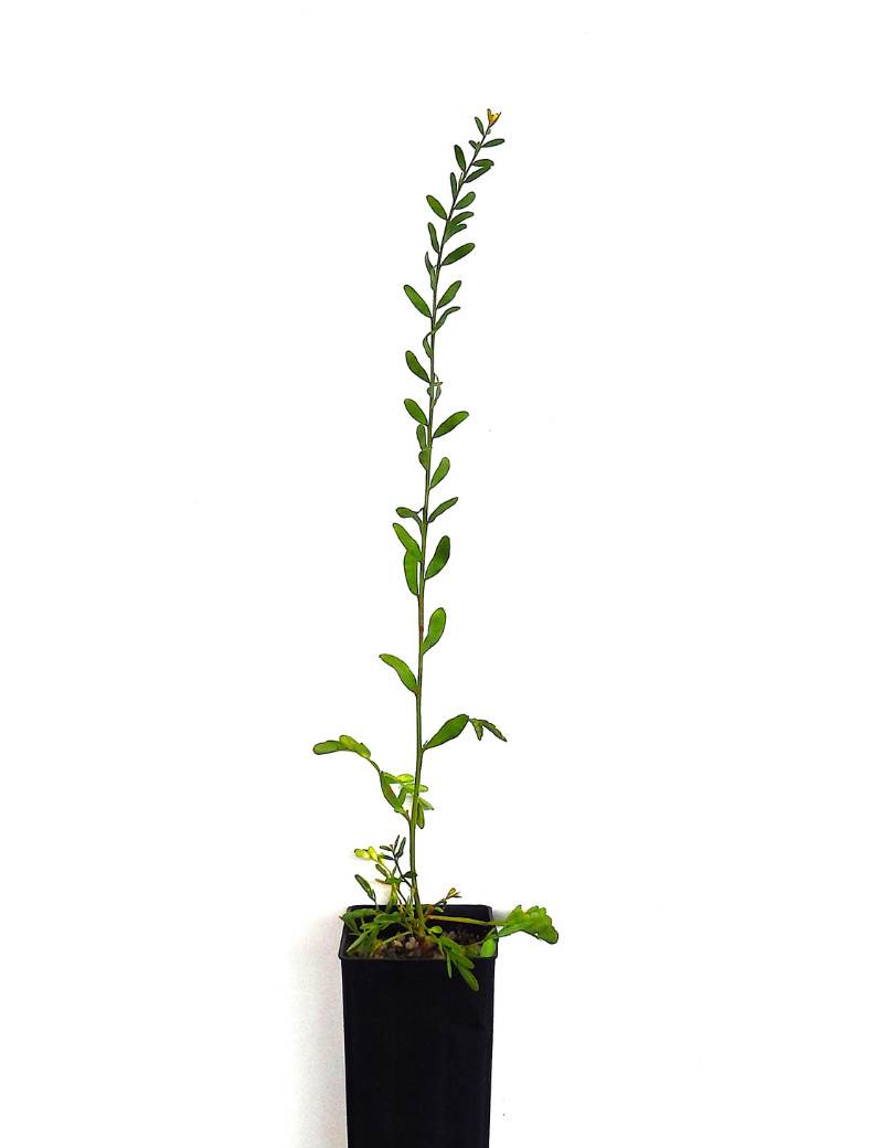 Acacia Acinacea (gold Dust Wattle) At 6 Months