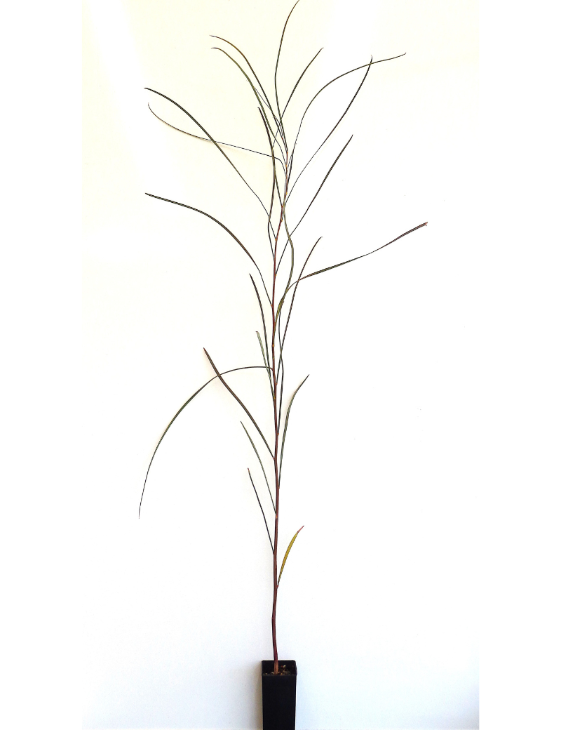 Acacia Stenophylla (river Myall) At 6 Months