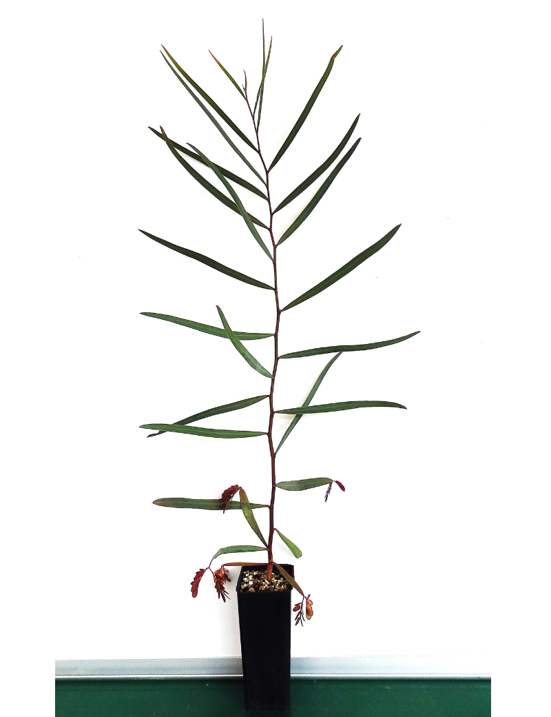Acacia Salicina (willow Wattle) At 6 Months