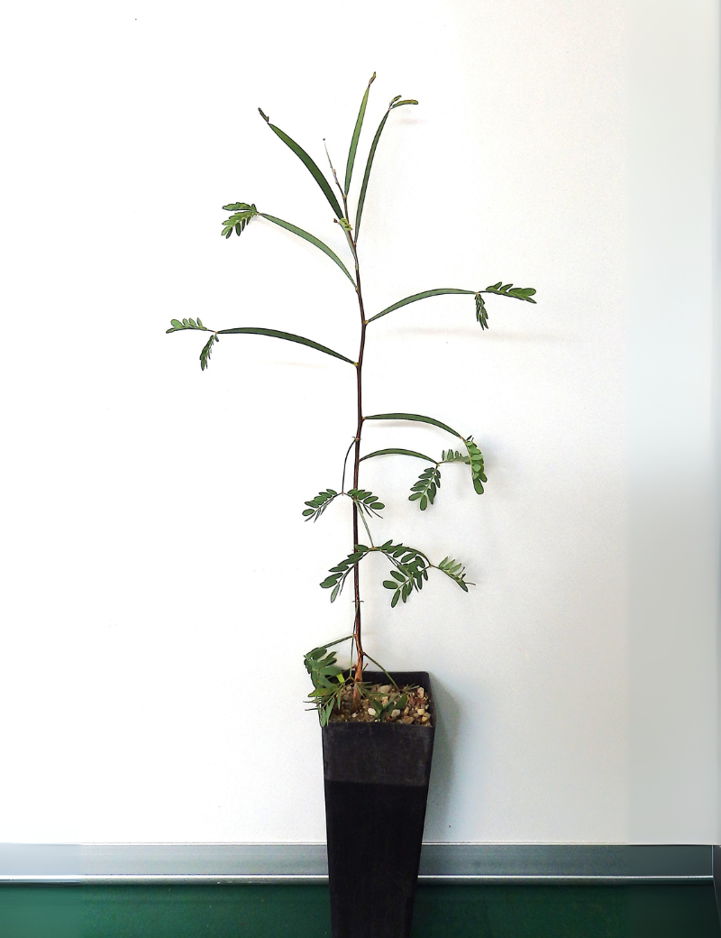 Acacia Pendula (weeping Myall) At 6 Months