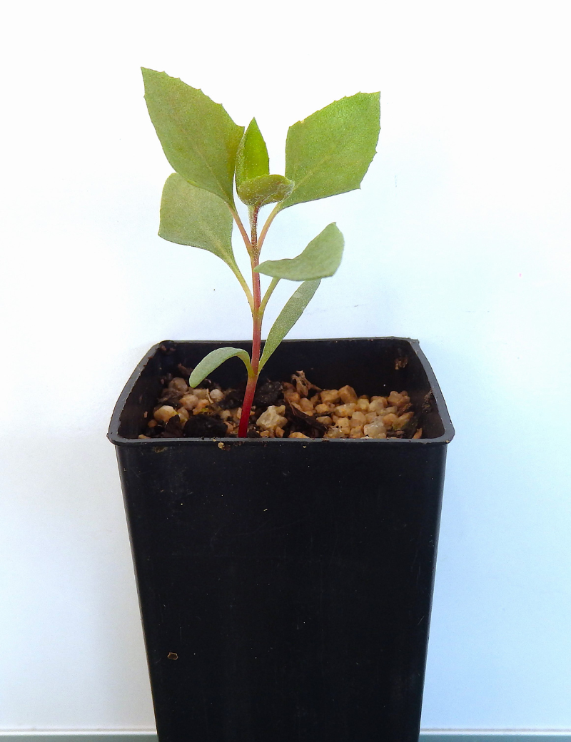 Atriplex Nummularia (old Man Saltbush) At 2 Months
