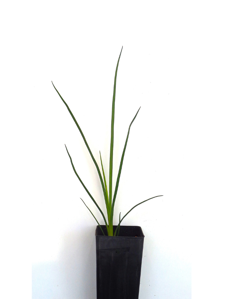 Dianella Tarda (late Flowering Flax Lily) At 4 Months