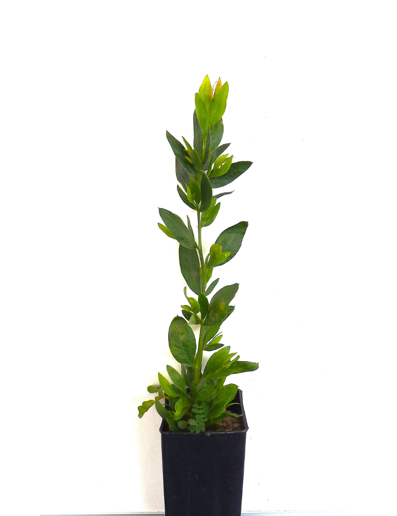 Acacia Verniciflua (varnish Wattle) At 6 Months