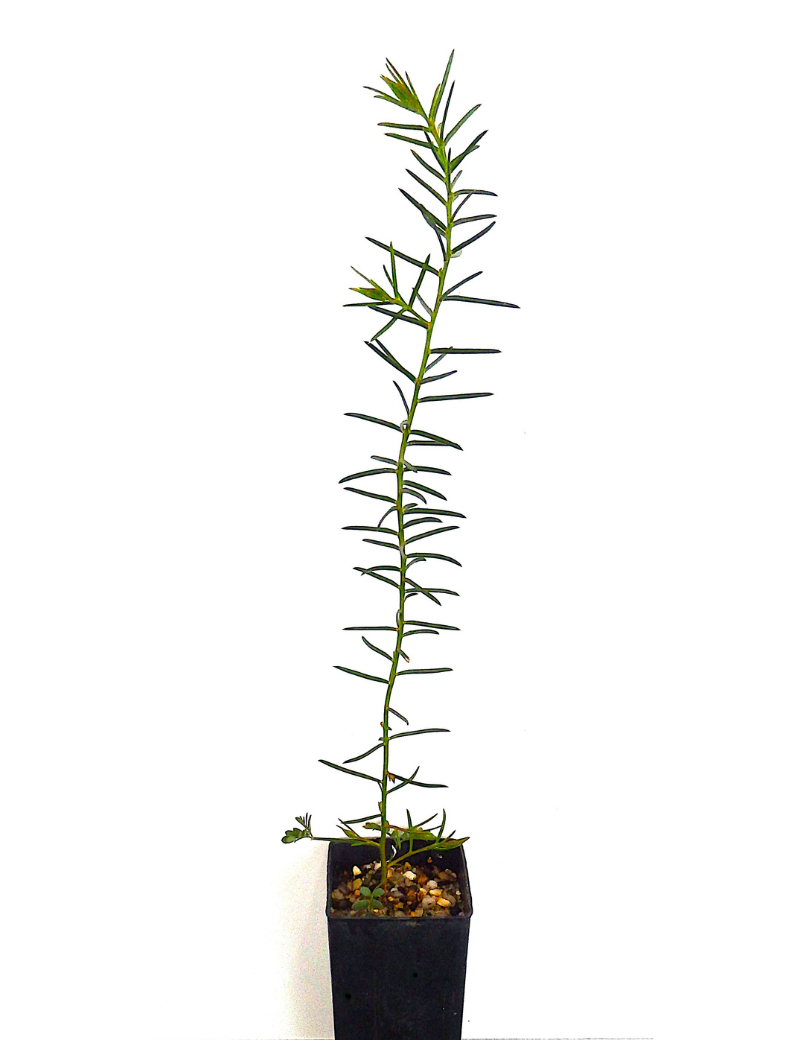 Acacia Genistifolia (spreading Wattle) At 6 Months