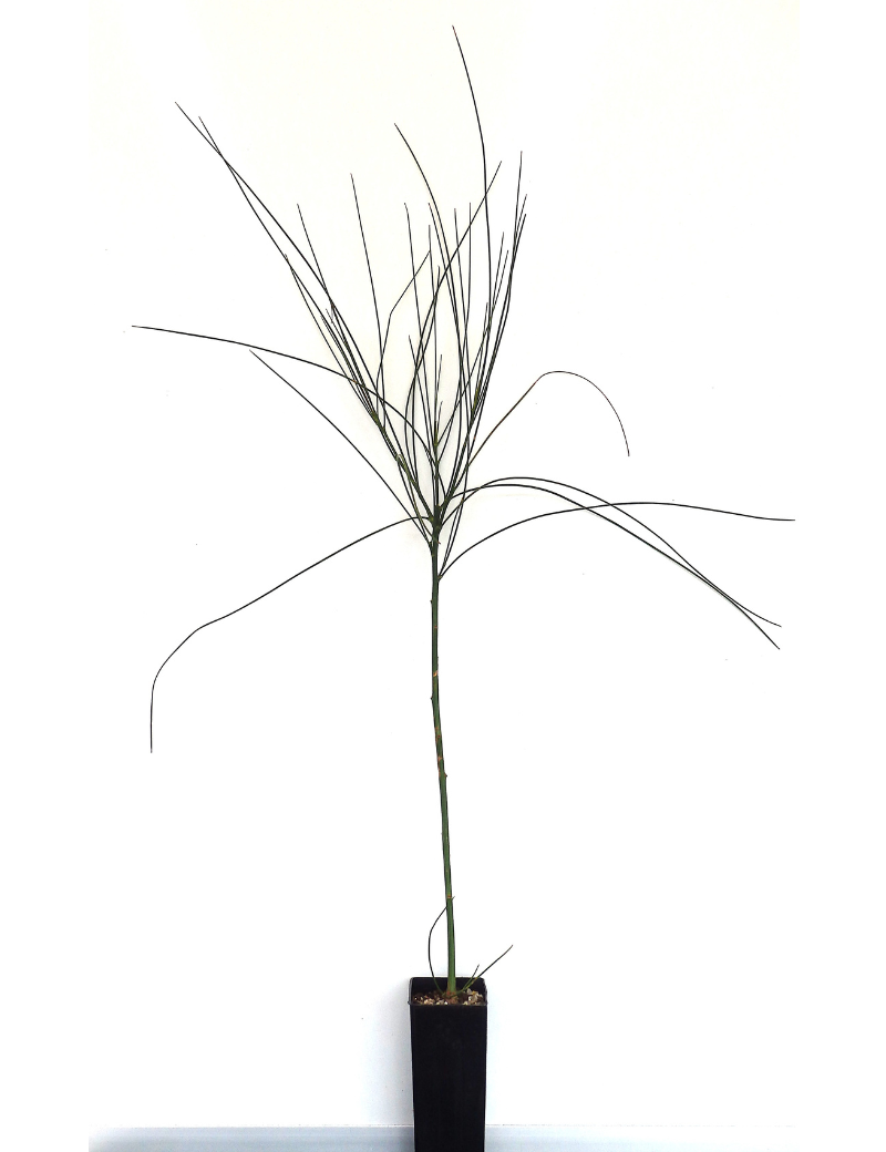 Viminaria Juncea (golden Spray) At 6 Months