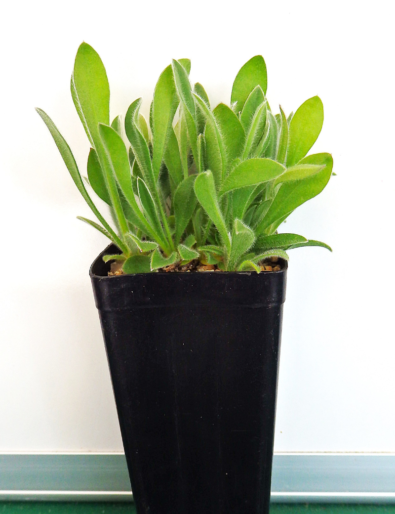 Brunonia Australis (blue Pincushion) At 4 Months