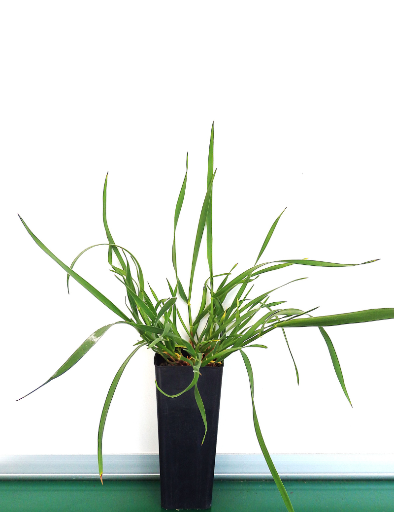Anthosachne Scabra (common Wheat Grass) At 4 Months