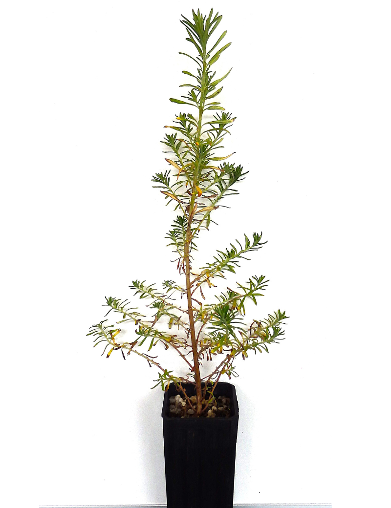 Cassinia Arcuata (drooping Cassinia) At 6 Months