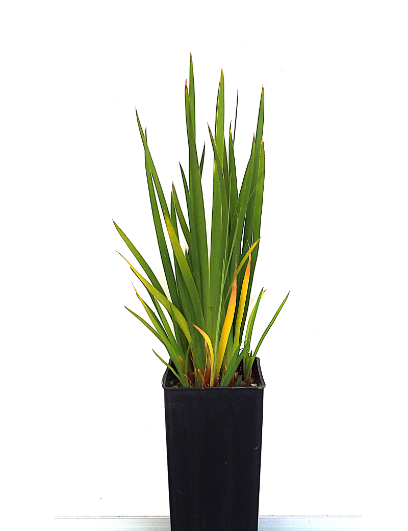 Patersonia Occidentalis (long Purple Flag) At 6 Months