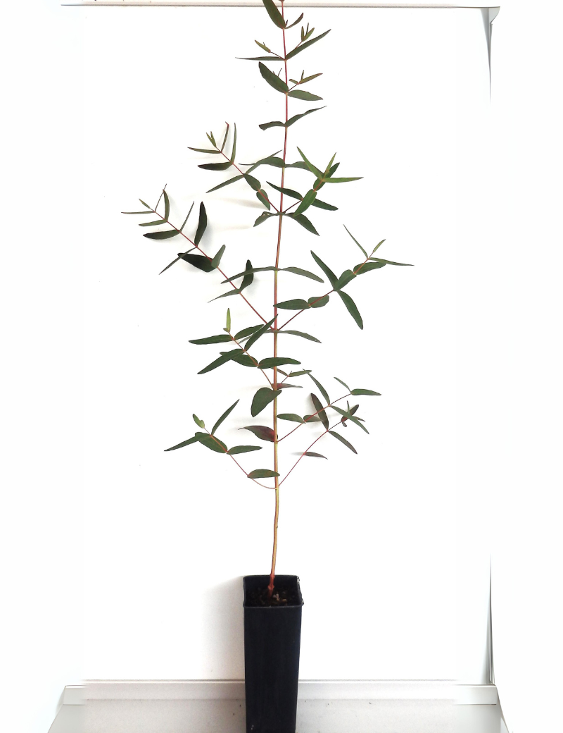 Eucalyptus Viminalis (manna Gum) At 4 Months.
