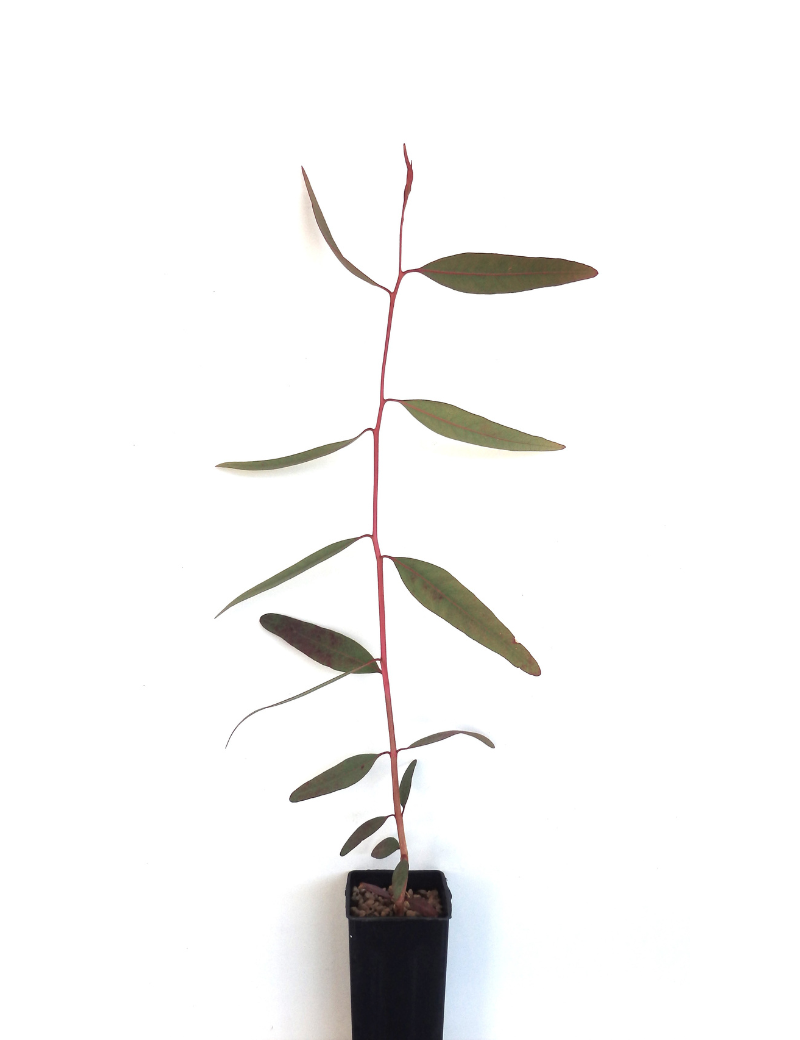 Eucalyptus Camaldulensis (river Red Gum) At 4 Months.