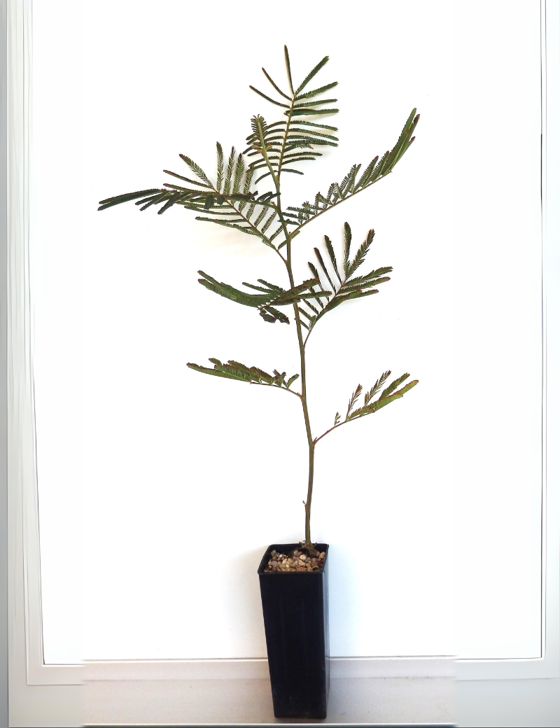 Acacia Mearnsii (black Wattle) At 4 Months.