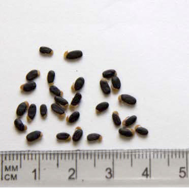 Acacia-retinoides-seed.jpg