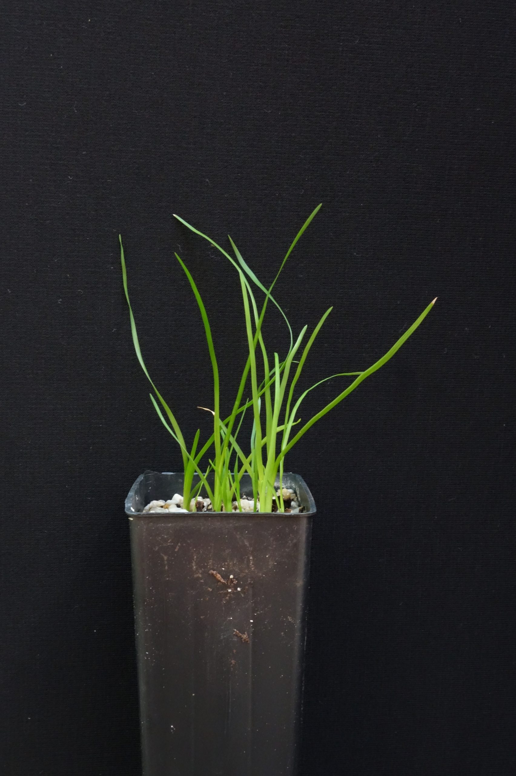 Lomandra Longifolia (Spiny Mat Rush) at 2 months