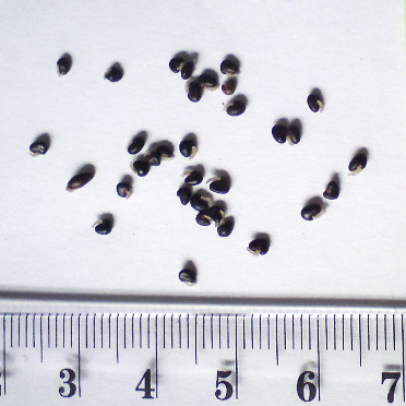 Eutaxia-diffusa-seed.jpg