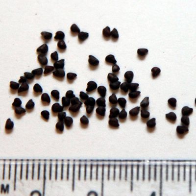 Gynatrix-pulchella-seed.jpg