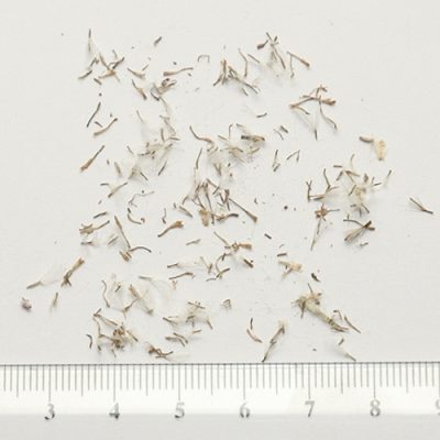 Helichrysum-rutidolepis-seed.jpg