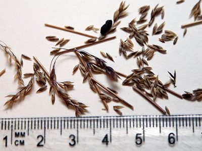 Poa-fawcettiae-seeds.jpg