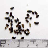 Seedling-Acacia-Acinacea-Gold-Dust-Wattle-Seed-6.jpg